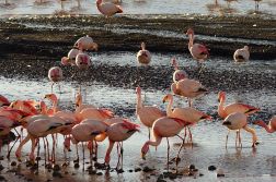 Flamingoes on Hedionda Lagoon
